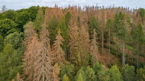 Abgestorbene Fichten und grüne Laubbäume