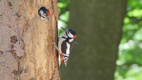 Specht beim füttern