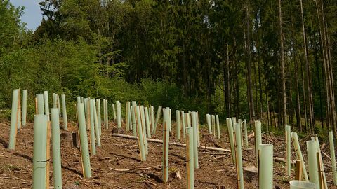 Baumschonung mit jungen Bäume durch Hüllen geschützt