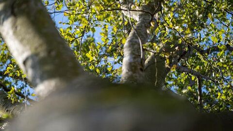 Gesunde Baumkrone eines alten Baums 