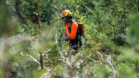 Forstmitarbeiter bei der Pflege von Jungbäumen in einer Fichtenschonung