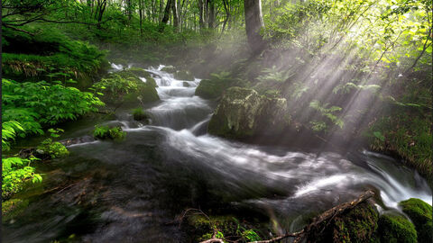 Sonnenstrahl trifft auf den Buchenwaldboden