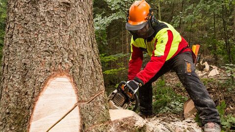 Holzernte Forstwirt sägt einen Keil in den Baum