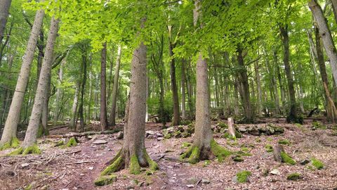 Buchen Buchenwald im Taunus