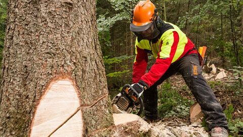 Holzernte Forstwirt sägt einen Keil in den Baum