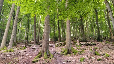 Buchenwald im Taunus