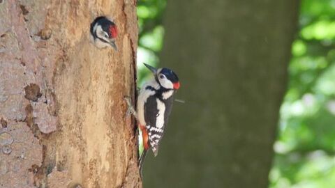 Specht sitzt vor seinem Nest mit Futter im Schnabel
