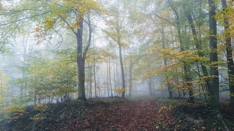 Lichtung umgeben von Buchen im Odenwald 