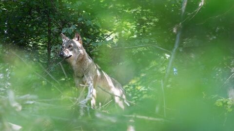 Ein Wolf steht auf einer leichten Anhöhe im Unterholz
